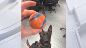 Burbank K9 Spike to be honored with service