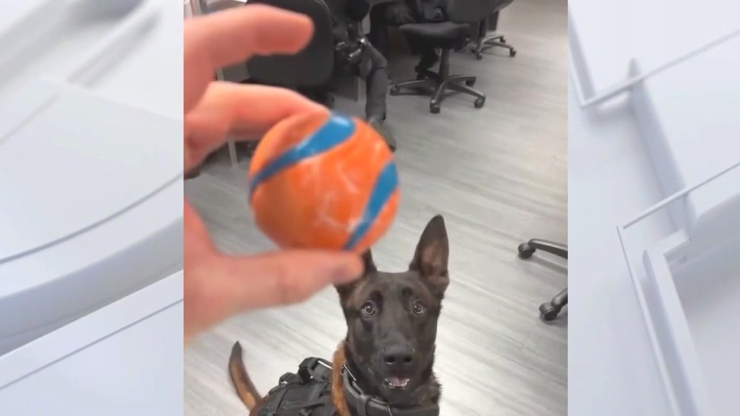 Burbank K9 Spike to be honored with service