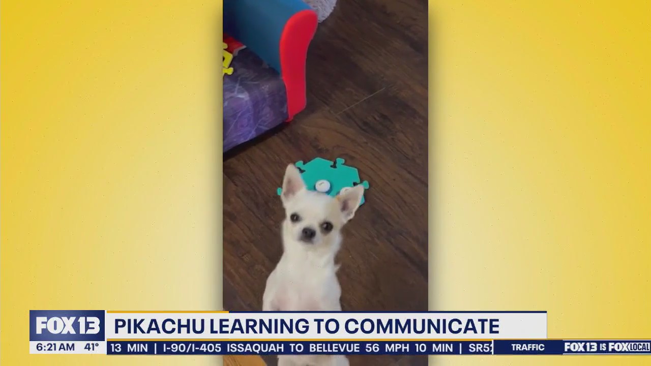 Pet Tricks for Thursday, March 3