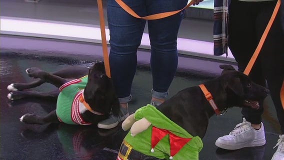 Gifting a pet for Christmas? Here's what to know