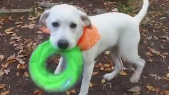 Discussing the latest in veterinary medicine