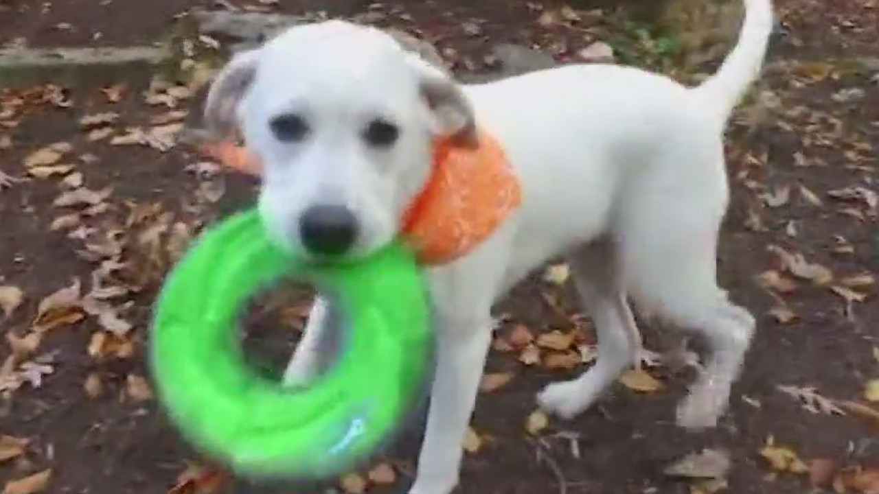 Discussing the latest in veterinary medicine