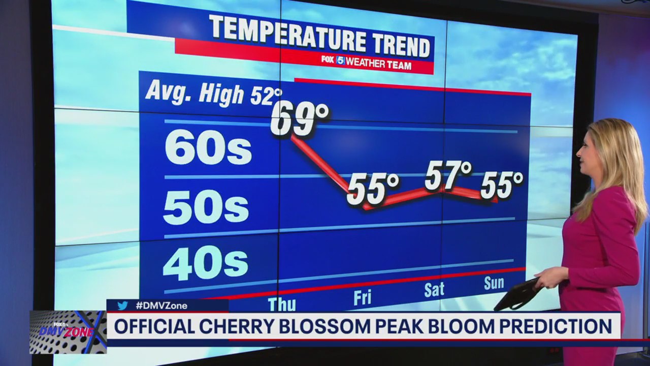 How will March temperatures affect cherry blossom peak bloom?
