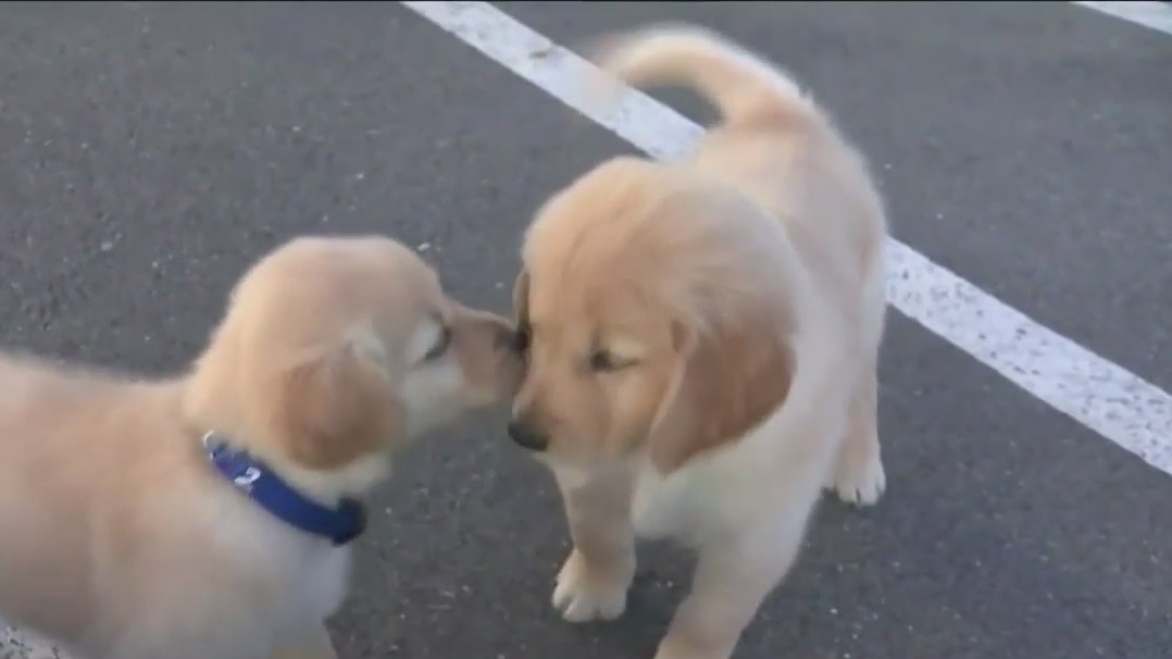 Puppy scams: Experts warn as holidays approach