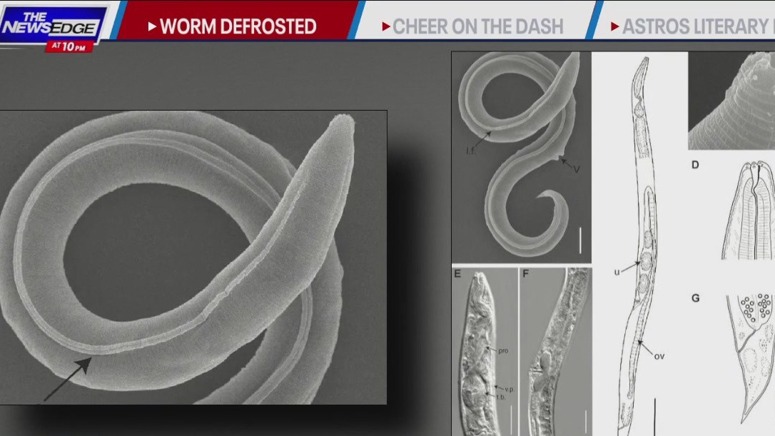 46,000 year old worm alive after being frozen