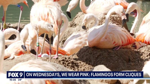 Flamingos form cliques within their flocks, new study finds