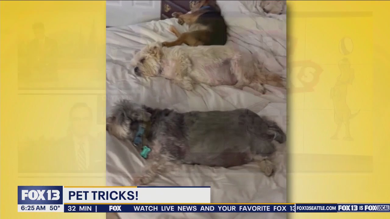 Pet Tricks for Wednesday, June 5