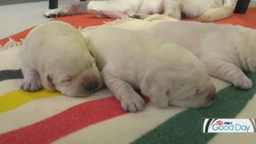 Caring for puppies: Tips from Dr. Eric Ruhland of St. Paul Pet Hospital