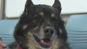 Port Washington library dog losing eyesight, retires: 'Hard not to cry'