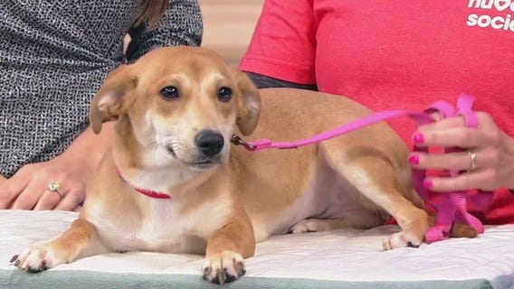 Meet Samantha: Our Pet of the Day