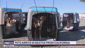Pets arrive in Seattle from California