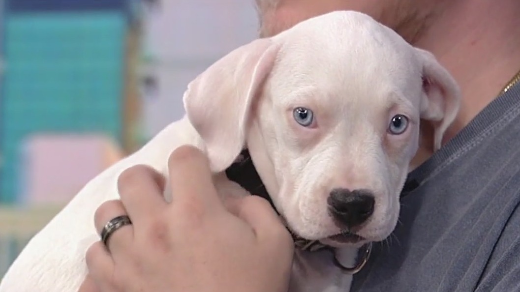 Meet Florence: Our Pet of the Day