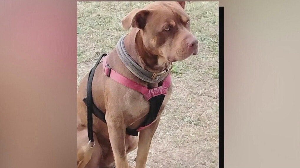 Mesa Police shoots dog deemed 'immediate threat' as owner was asleep at city park