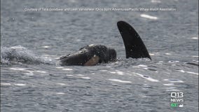 Second new orca baby spotted with J-Pod