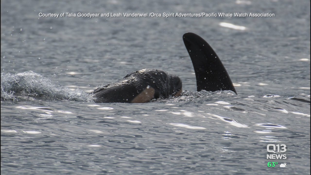Second new orca baby spotted with J-Pod