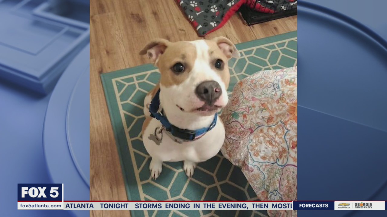 Pet of the Day from Angels Among Us Pet Rescue