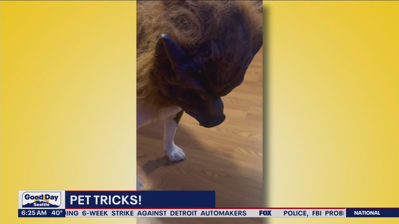 Pet Tricks for Tuesday, October 31