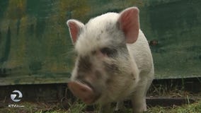 Camp Fire pigs looking for a good home