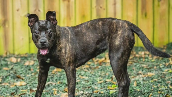 Pet of the Day with PawsAtlanta