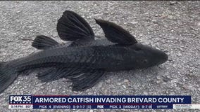 Invasive armored catfish raising concerns on Space Coast