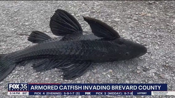 Invasive armored catfish raising concerns on Space Coast