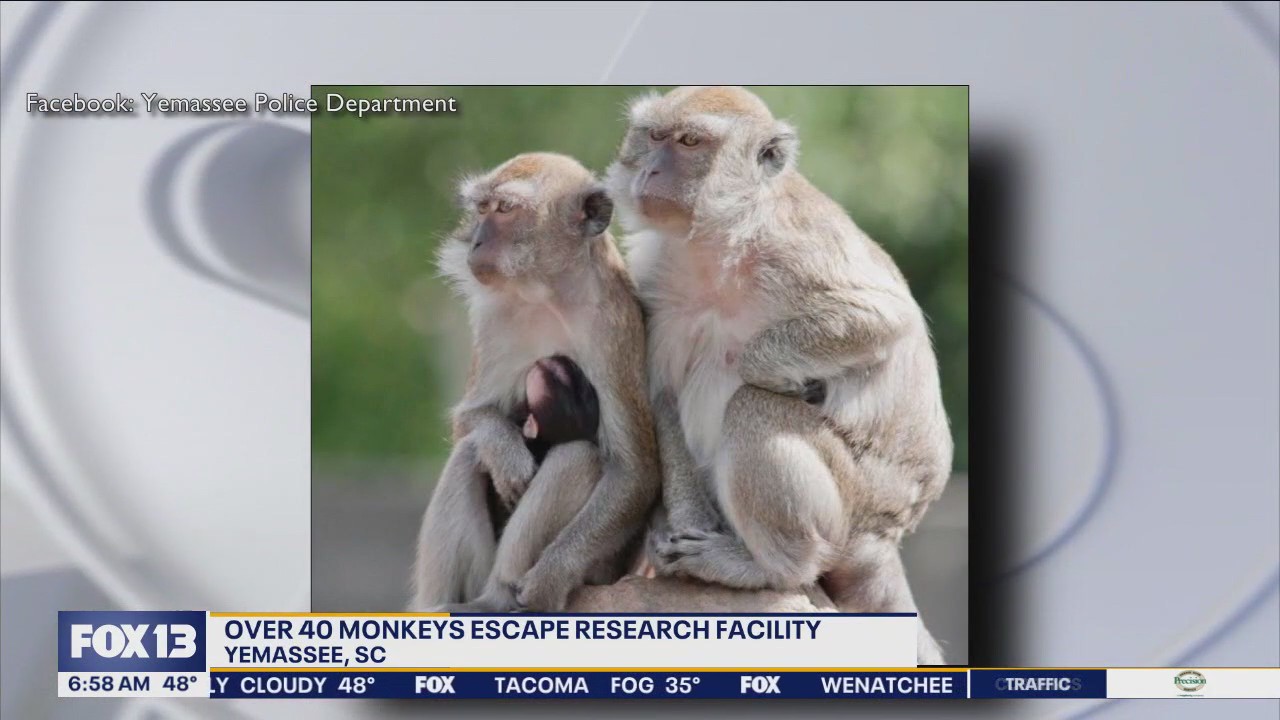 Over 40 monkeys escape research facility