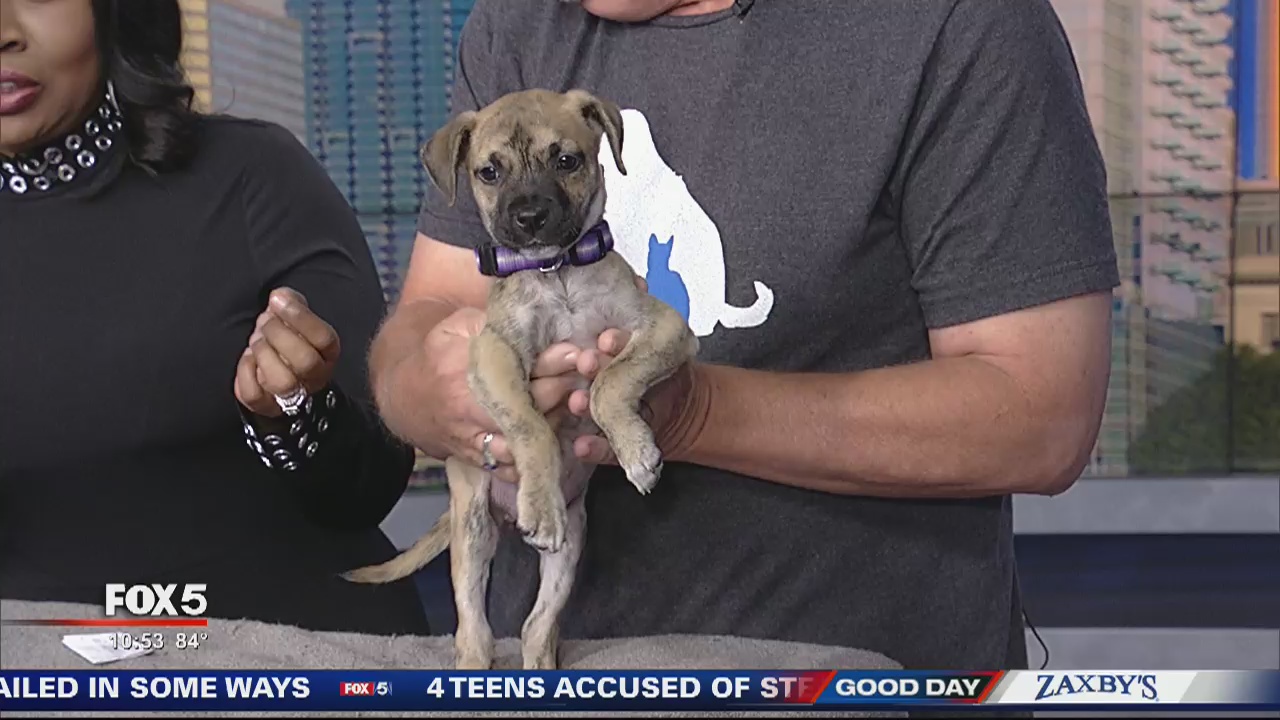Pet of the day from PAWS Atlanta