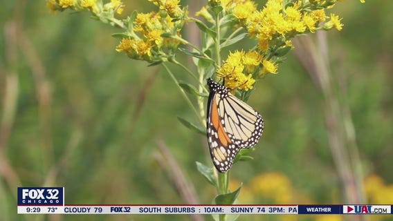 Orland Park woman raises monarch butterflies, talks about their incredible journey