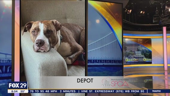 FurEver Home: April 23, 2023