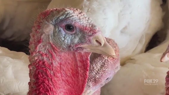 Lee Turkey Farm | What's for Thanksgiving Dinner?