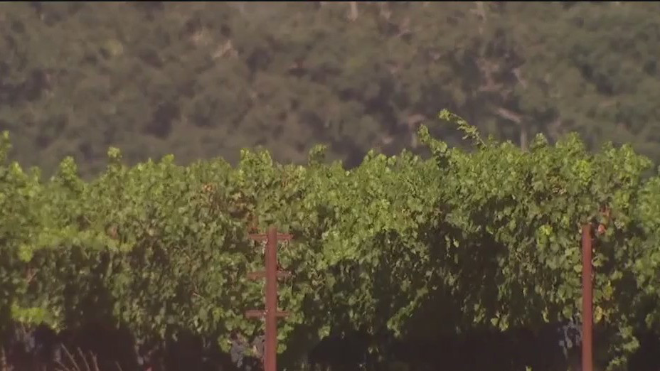 Fewer drinkers: A grim outlook for 2025 wine harvest