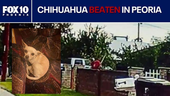 Man caught on camera beating chihuahua with a shovel