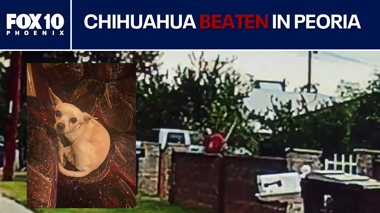Man caught on camera beating chihuahua with a shovel