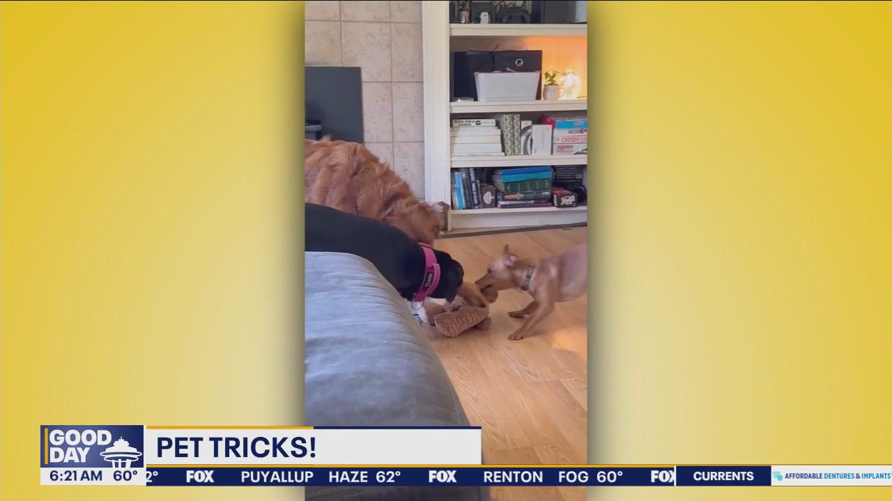 Pet Tricks for Wednesday, July 31