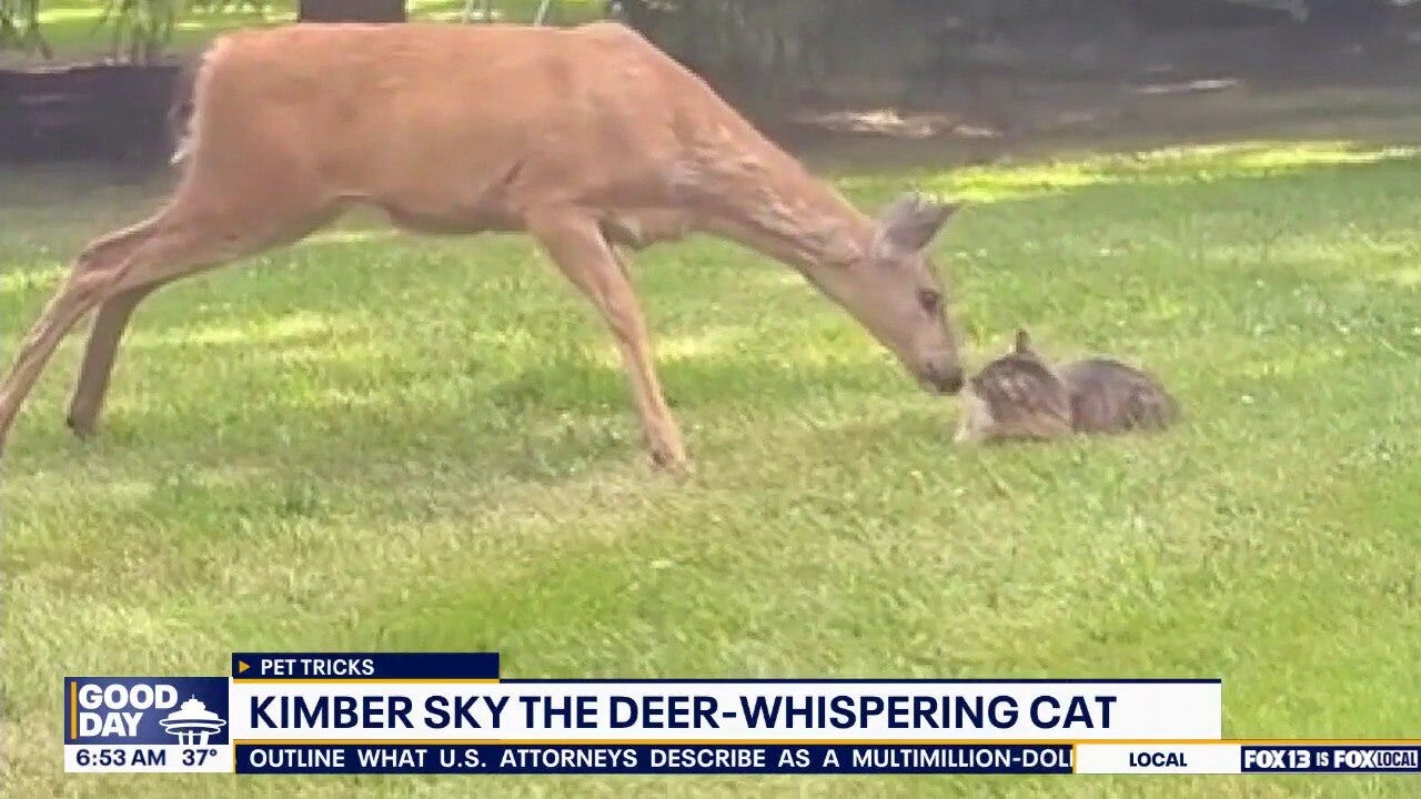 Pet Tricks for Friday, December 26