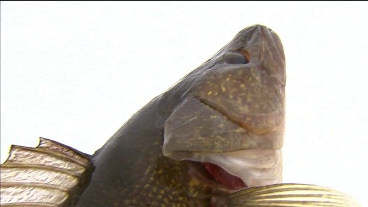 DNR could limit walleye possession