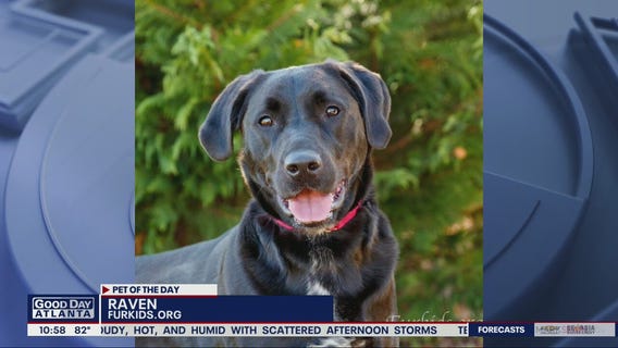 Pets of the Day from FurKids