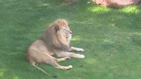 Renovated African lion complex open at Zoo Atlanta