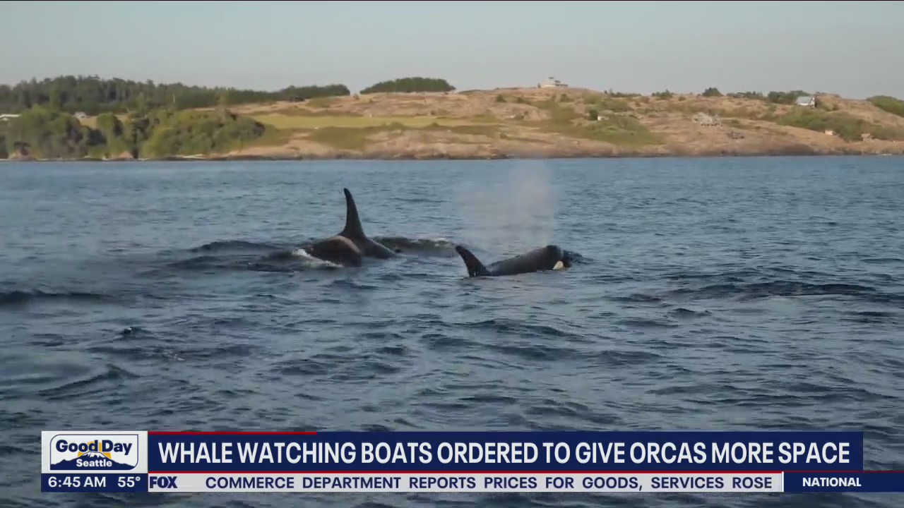 Whale watching boats ordered to give killer whales more space this summer