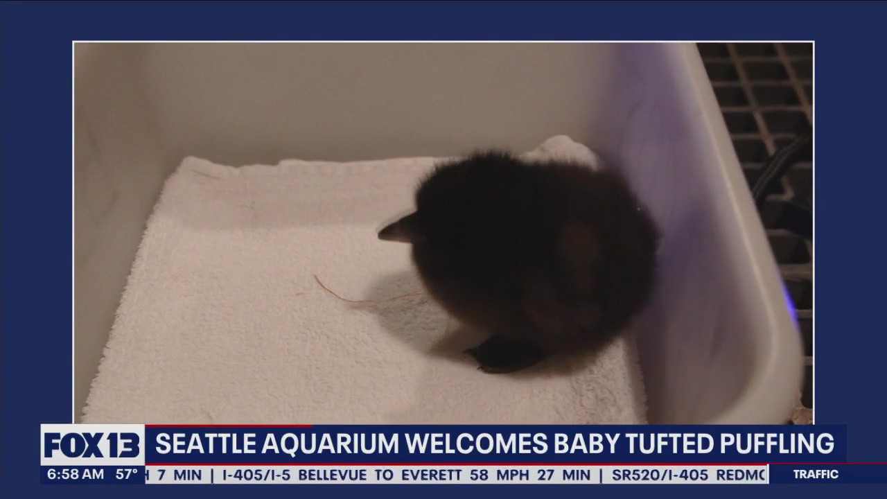Seattle Aquarium welcomes tufted puffling
