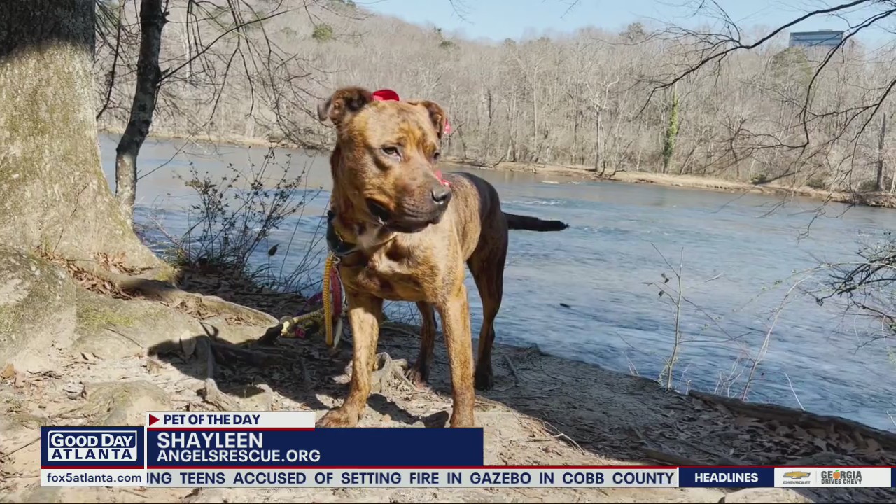 Pet of the Day from Angels Among Us Pet Rescue