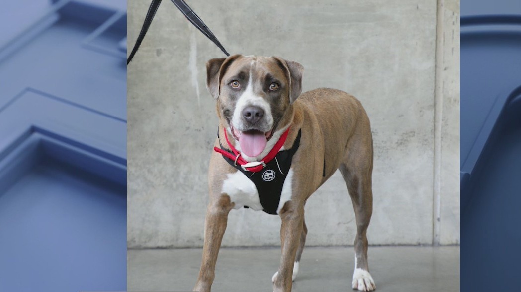 Pet of the Day from Jail Dogs