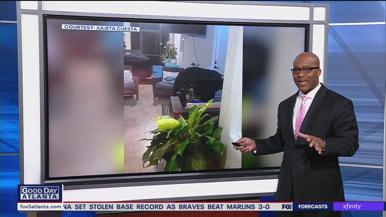 Three-legged bear found in Florida home