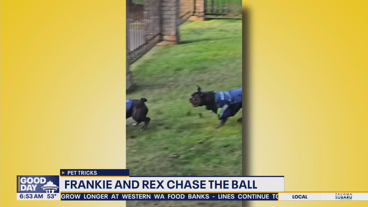 Pet Tricks for Thursday, November 13