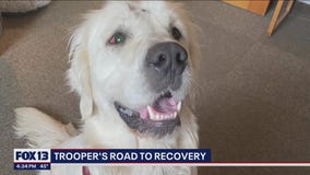 Dog found shot in head with mouth duct taped rescued from Washington woods