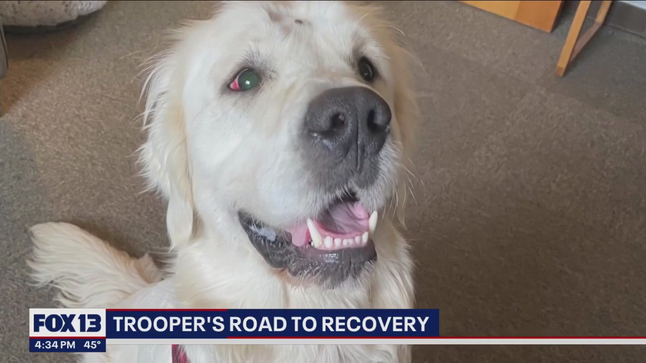 Dog found shot in head with mouth duct taped rescued from Washington woods