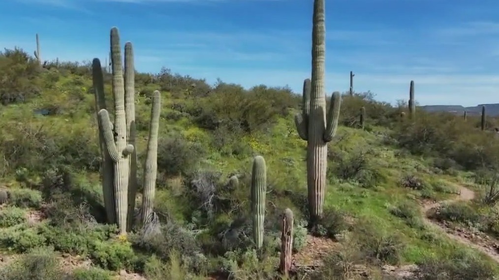 Not seeing any wildflowers on Arizona trails? Here's why