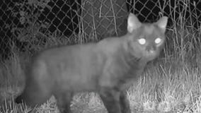 How to help stray animals this winter