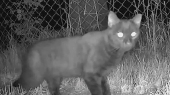 How to help stray animals this winter