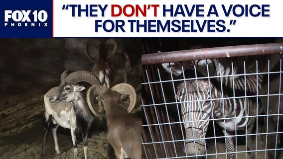 Exotic animals rescued: Rio Verde residents react